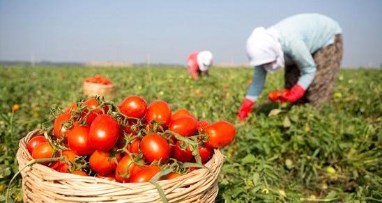 Gıda Sektöründe 3 Adet Taslak Meslek Standardı Hazırlandı