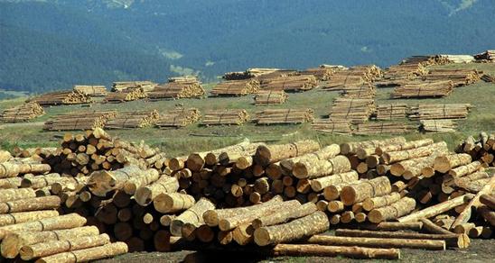 Ormancılık Alanında 3 Adet Taslak Yeterlilik Hazırlandı